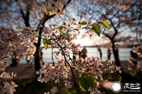 華盛頓櫻花旅游圖片