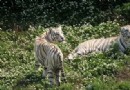 神雕山野生動物自然保護區