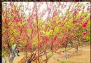 紅石峽沙地植物園