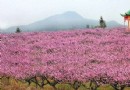 鳳凰山桃花園