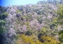 梵淨山生態植物園