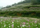 鳳凰山公園