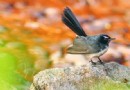 大阪南港野鳥園