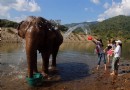 泰國大象自然保護公園