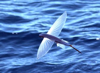 蘭嶼飛魚季