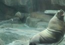 Sea Lion Center