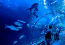 海灣水族館