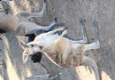 巴拉瑞特野生動物園