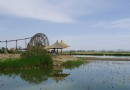 銀川鳴翠湖國家濕地公園