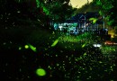 【2017螢火蟲季】嘉義梅山賞螢季，夏夜星光飨宴！