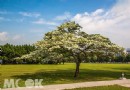 雪白花瓣浪漫缤紛 萬坪公園下四月雪在桃園