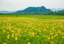 最美公路金黃花海 花蓮平地金針美麗盛開