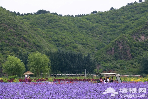 北京的人間花海[牆根網]