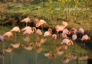 合肥野生動物園