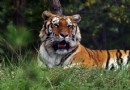 青藏高原野生動物園