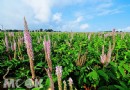 台中不只有九天黑森林 還有狗尾草花海夏季新亮點