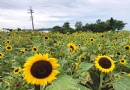 台中中社千坪荷花盛開 缤紛夏日花海賞花優惠