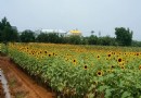 向日葵雨後燦爛盛放 向陽農場免費賞花