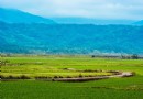 田野版天堂路 蜿蜒無盡媲美伯朗大道在花蓮