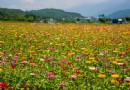 賞花海再看大地谷倉新地標 花蓮富裡三大景點推薦