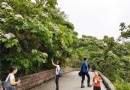 出發！來趟苗栗鄉村小旅行 賞桐花、雲海美景去