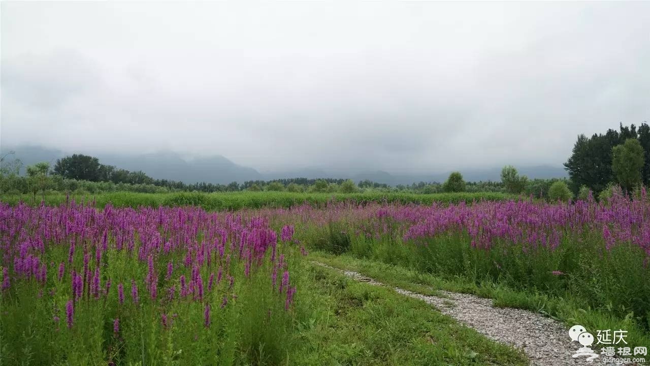 再不來延慶，夏天就過去了[牆根網]