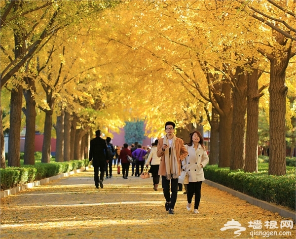 雍和宮景點圖片