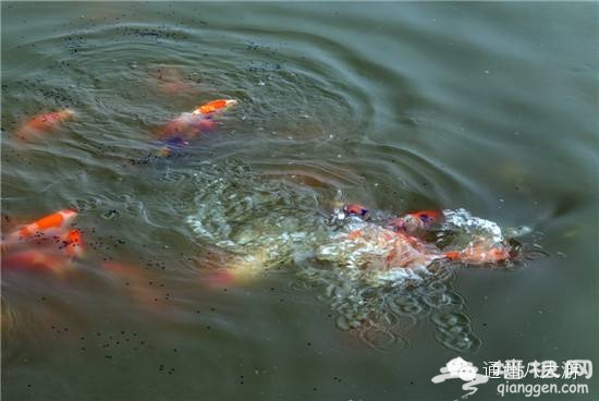 父親節帶老爸釣魚 通州松海垂釣園釣魚好去處[牆根網]