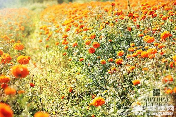 北京延慶四季花海游記圖片欣賞 陽光下的璀璨花海