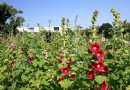 台北蜀葵花海熱情盛開 氣派展現宮廷風