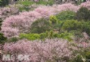 陽明山滿山盛開櫻花林 櫻木花廊私房景點